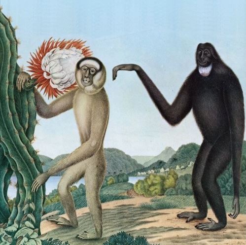 Baston - Primates